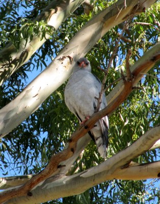 Pale Chanting Goshawk 18May 2014 Garlic House Smithfield