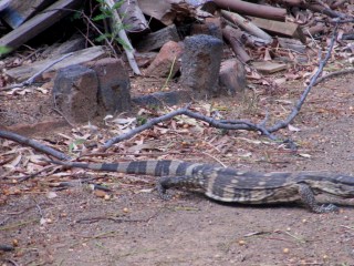 Legavaan in my garden 2 20 Oct 2015